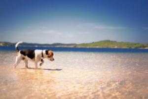 Забраниха кучетата на плажа