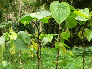 Растение от Тихия океан лекува стрес