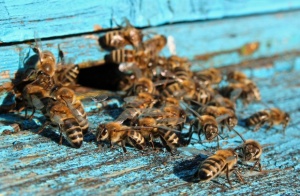 ЕК прие двугодишна забрана на три вредни за пчелите пестициди