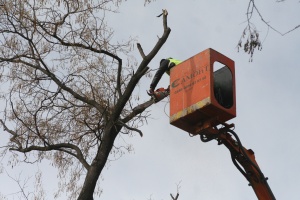 Паднали клони потрошиха автомобили на община Исперих