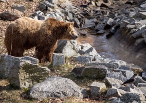 Почина най-старата мечка е света