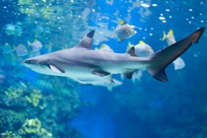 Акули ще плуват в зоологическата градина в Пловдив