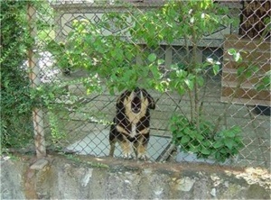 Арестуваха мъжа, влачил с кола кучето си