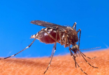 Комарите нападат по-често възрастни и спортисти