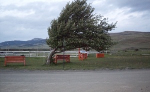 Жълт код е обявен в 9 области заради силен вятър в четвъртък