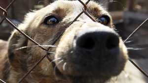 Протест в Пловдив заради влаченото с кола куче