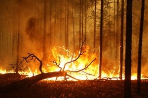 Пожар изпепели стотици декари гора в Западна Турция