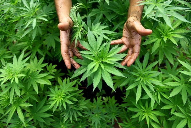 Полицаи откриха домашна фабрика за марихуана в Долно Къпиново