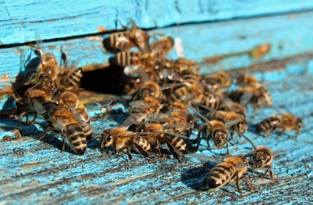 Петима с опасност за живота след нажилване от пчели