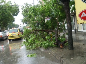 Ураганен вятър събори над 40 дървета в Монтана