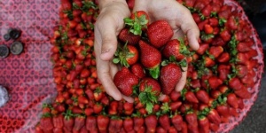 МВнР: За сезонна работа в Швеция – проучете добре агенцията