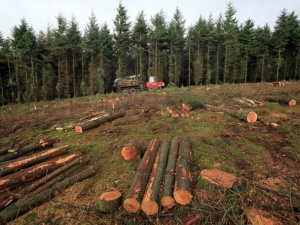 Промените в Закона за горите бяха обсъдени с НПО