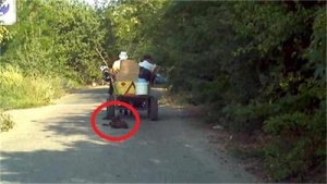 Отново убиха куче с влачене, този път вързано за каруца