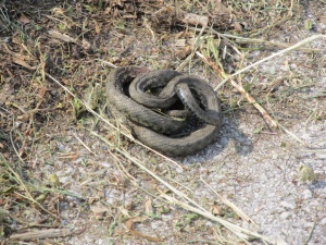 Отровни змии нападнаха Босна и Херцеговина