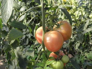 Българските домати са от вносни семена, нашите сортове изчезват