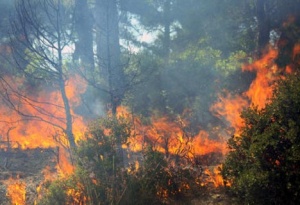 Пожари изпепелиха гори в Турция