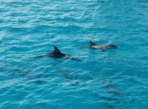 МОСВ дава 3,5 млн. лева на фирма да брои делфините в Черно море