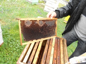 Пчеларите готвят протест заради евросубсидии