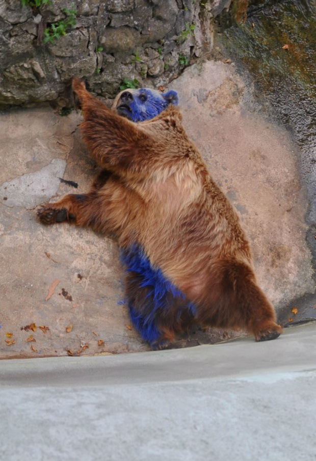 Варненският зоопарк търси машинка за подстригване за боядисаната мечка