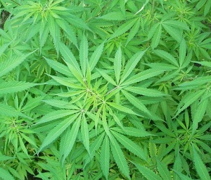 Уругвай може да легализира марихуаната