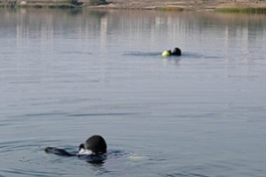 Младеж се удави в микроязовир край Костенец