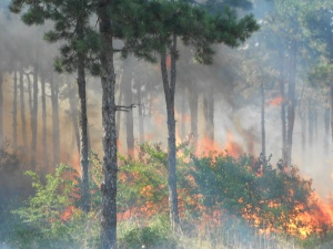 Огромен пожар бушува в гора край Мурсалево