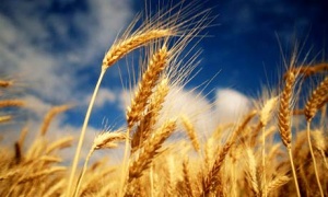 Държавата може да изгуби 1 млрд. лв. от ниската изкупна цена на пшеницата