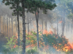 Пожар в над 500 декара иглолистна гора в Хасковско