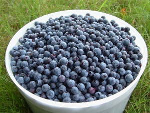 3-ма българи арестувани, 6-ма ранени, при масов бой между берачи на боровинки в Швеция