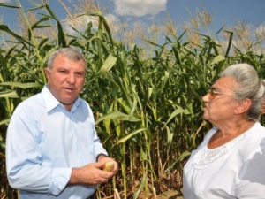 Земеделският министър:  Зърното за хляб е осигурено