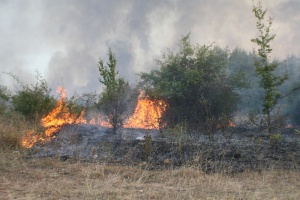 Пожар гори и в широколистната гора до село Михалич