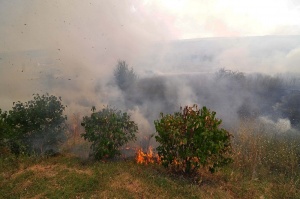 Над 300 декара гора изгоря при пожар край Пазарджик