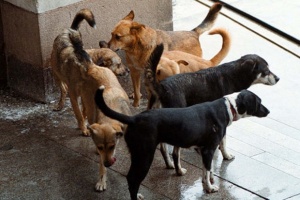 Масово тровят улични кучета във варненски квартал