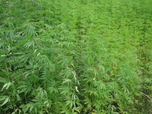 В Пловдивско откриха две лаборатории за марихуана