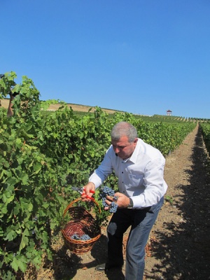 Министър Греков: Очакваме много добра реколта от грозде