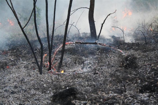 Около 2000 декара площ са засегнати от пожара край село Лесово