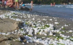 Плажните ивици в Приморско са почистени от замърсяването с палмово масло