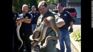 В Ню Йорк арестуваха мъж, държал в дома си 850 змии