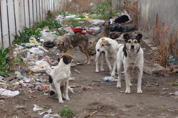 Масово измрели животни около стадион „Славия“ в София