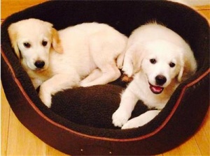 Нови две кучета обикалят из къщата на Стилиян Петров