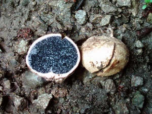 Руски милиардер купи трювел за 95 000 долара