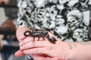 Скорпиони предизвикаха паника в Хасково