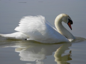 Лебедите се върнаха в Дунав
