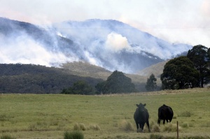 Самолет, гасящ пожарите в източна Австралия, се е разбил