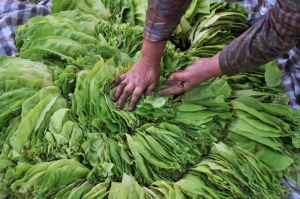 Допълнителни средства за производители на тютюн, плодове и зеленчуци