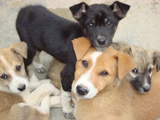 Банка закрива приюта за кучета в Горни Богров