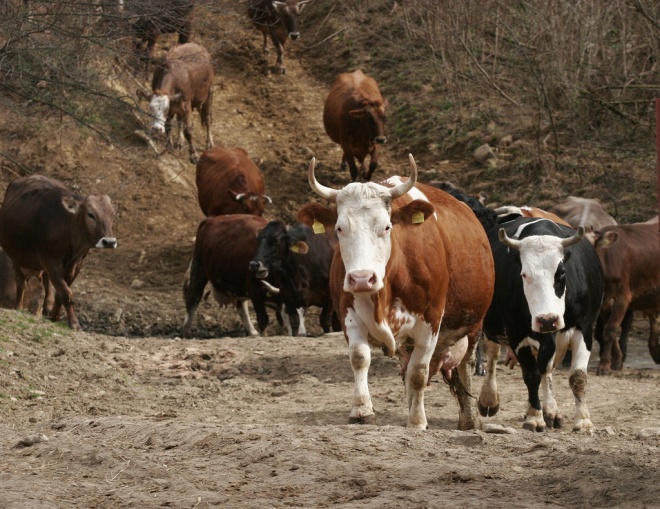 Животновъдите отлагат бунта