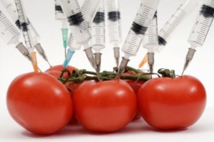 ЕС обсъжда разрешението на нов вид ГМО, алармират природозащитници