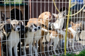 Правят флашмоб с кучета пред НДК срещу закриване на приют