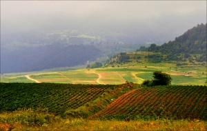 Организират протестно шествие „За земята на България”